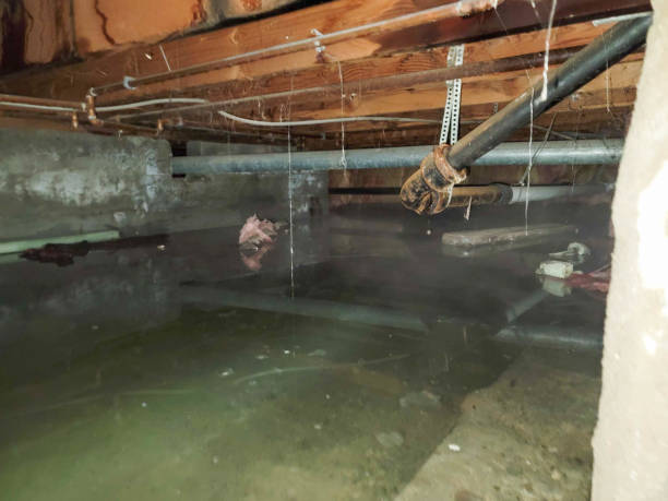Best Basement water damage restoration  in Orient, NY